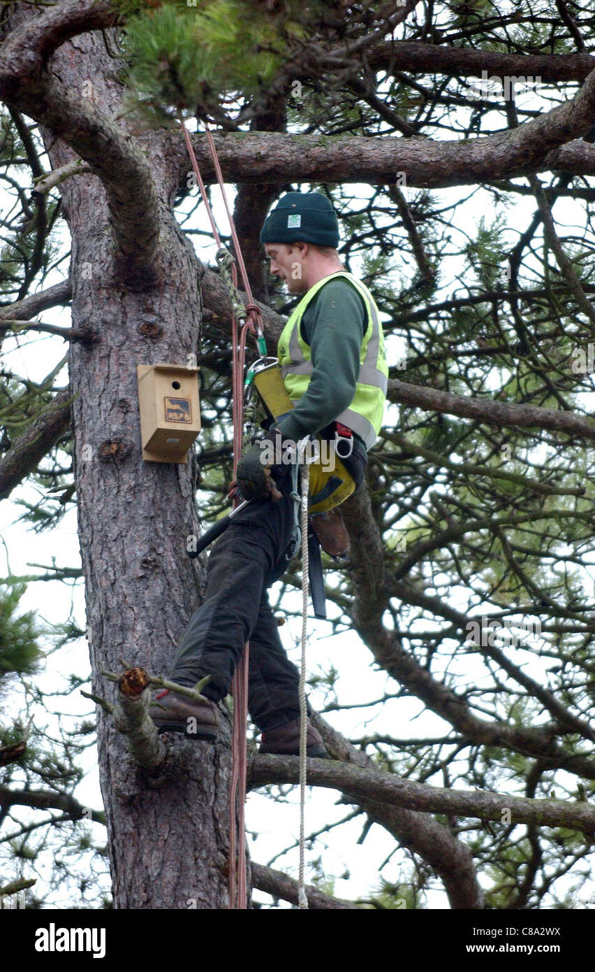 Jason Roseblade from City Parks attatches bird boxes to trees around Preston Park in Brighton Stock Photo