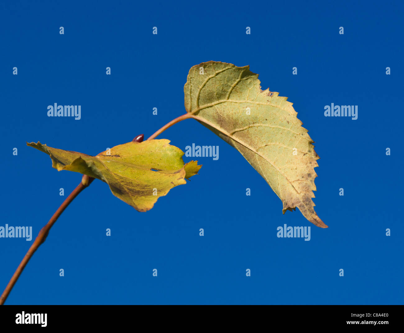 The twig with two yellow leaves against a deep blue sky Stock Photo