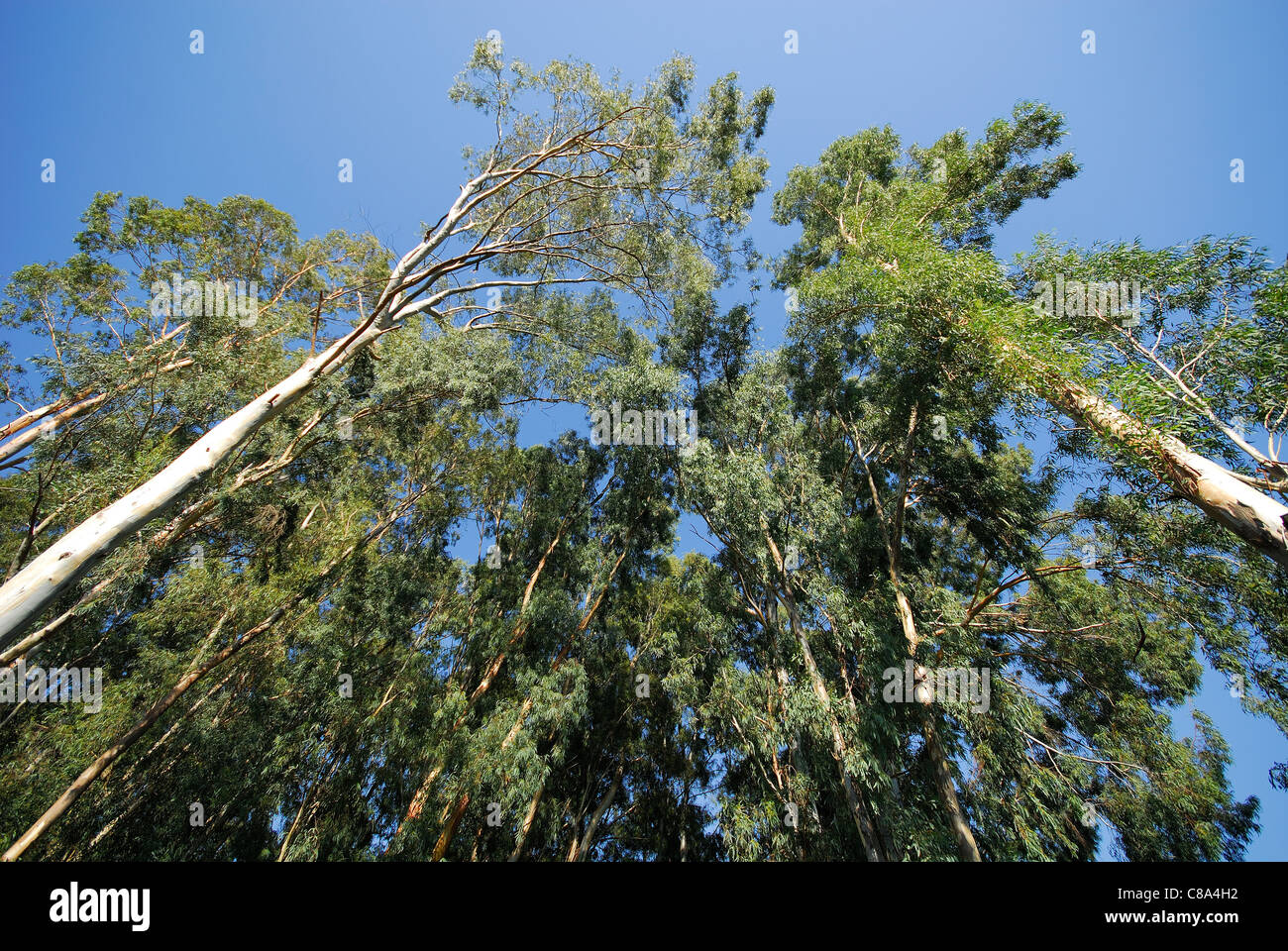 TURKEY. Eucalyptus trees Eucalyptus globulus. Stock Photo