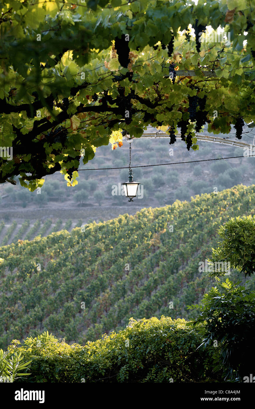 Vines in  the Douro valley in Portugal Stock Photo