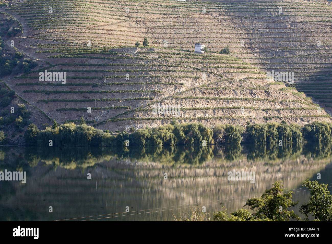 Vines in  the Douro valley in Portugal Stock Photo