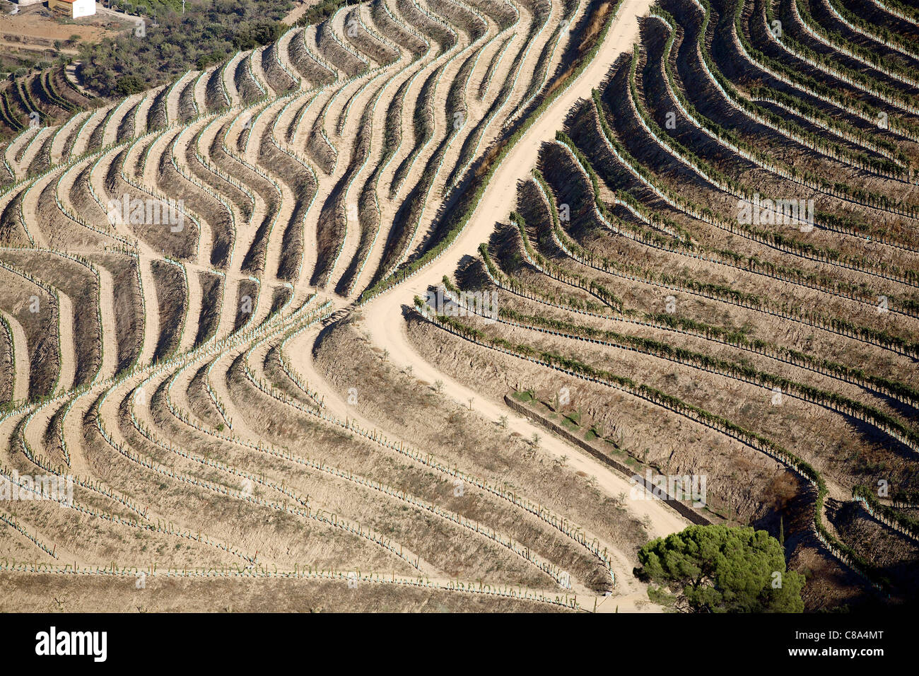Vines in the  Douro valley in Portugal Stock Photo