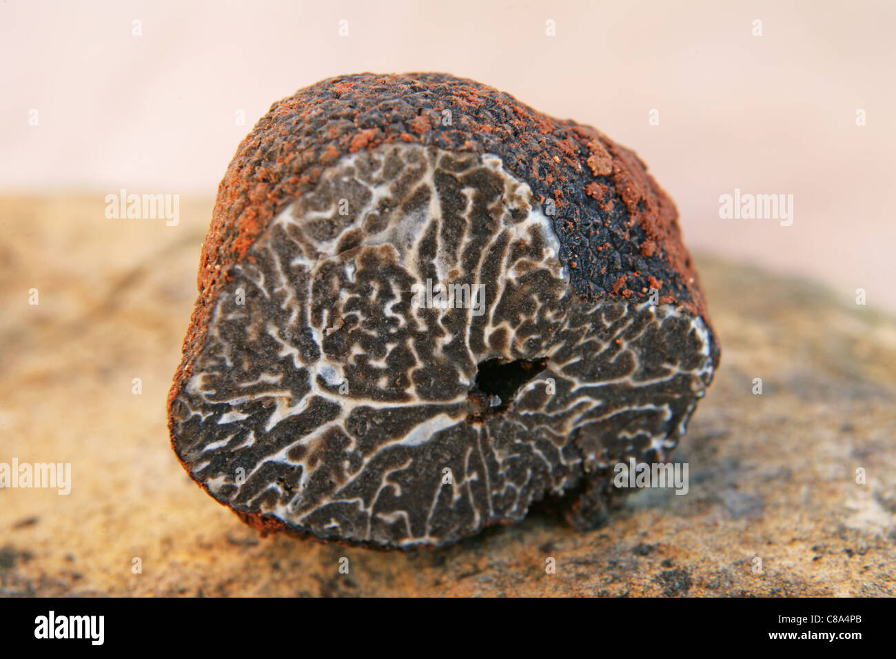 Brumale truffle cut in half Stock Photo