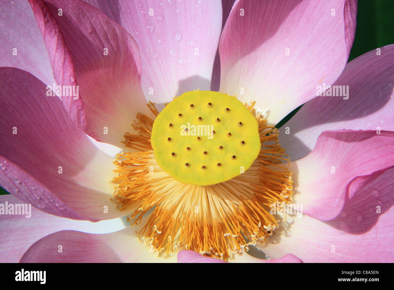 A Chinese lotus flower in blossom, China Stock Photo - Alamy