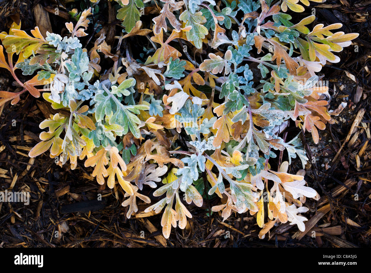 Close up of fall color in the leaves of Artemisia, Silver Brocade, garden plant, Salida, Colorado, USA Stock Photo