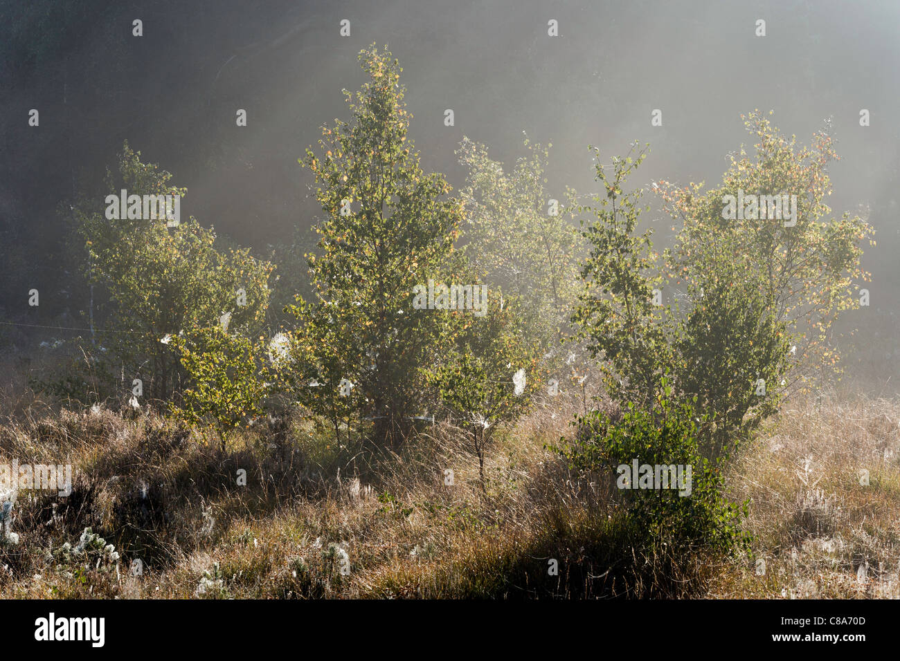 Backlit Silver Birch trees on a misty early morning with Cobwebs hanging from them. Stock Photo