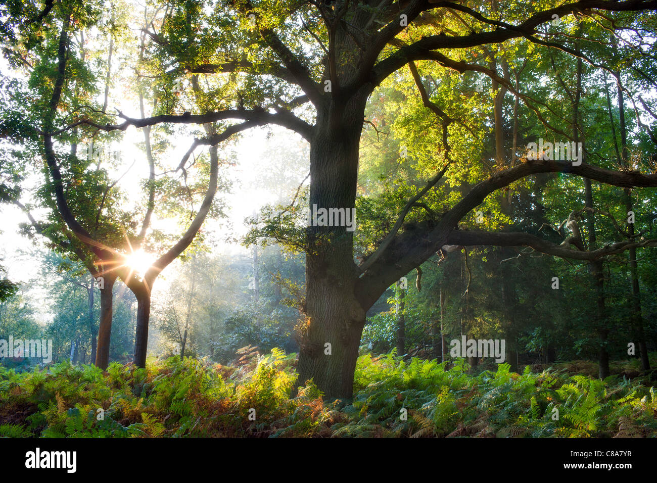 Beautiful Autumn morning with the sun shining through the trees. Stock Photo