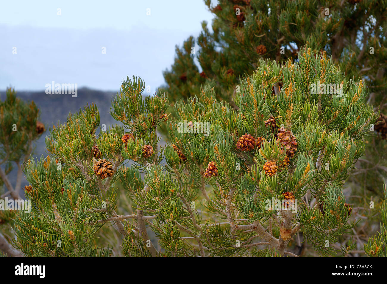 Singleleaf Pinyon, Pinus monophylla; Sierra Nevada Mountain Range, California, U.S.A. Stock Photo