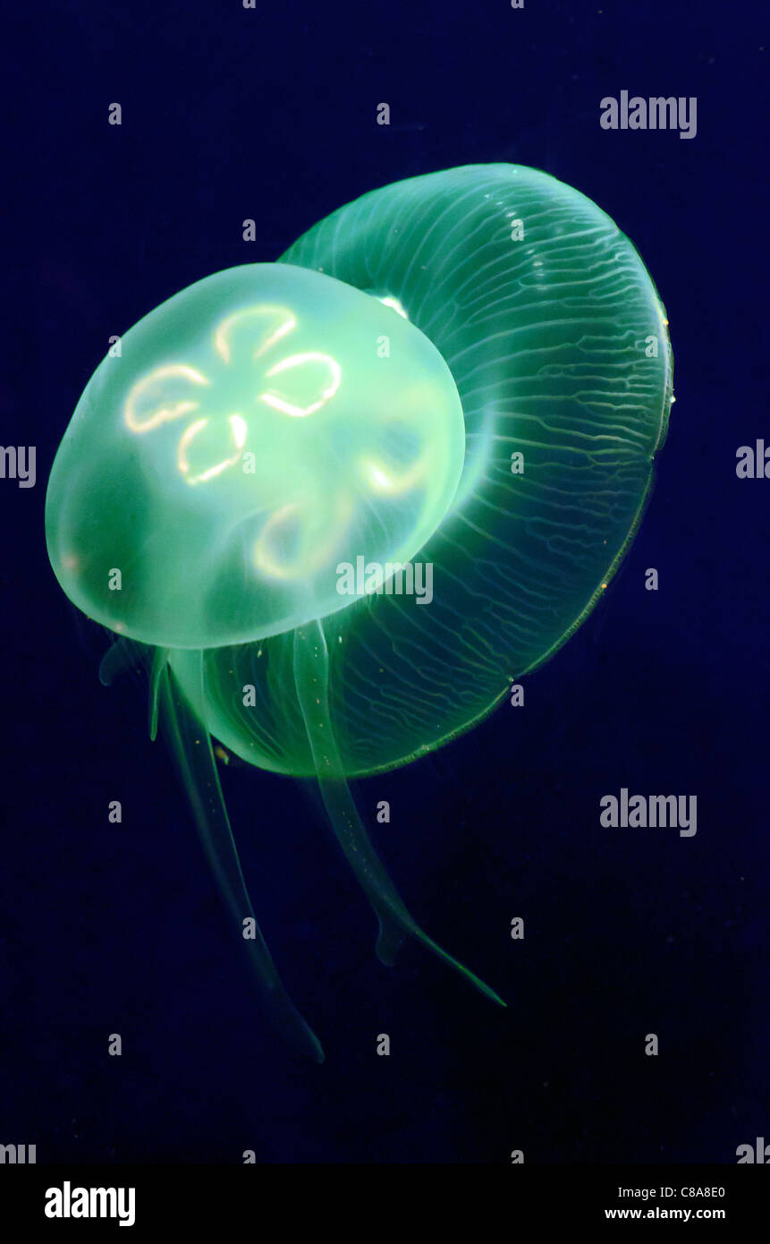 Moon Jellyfish in the London Aquarium Stock Photo