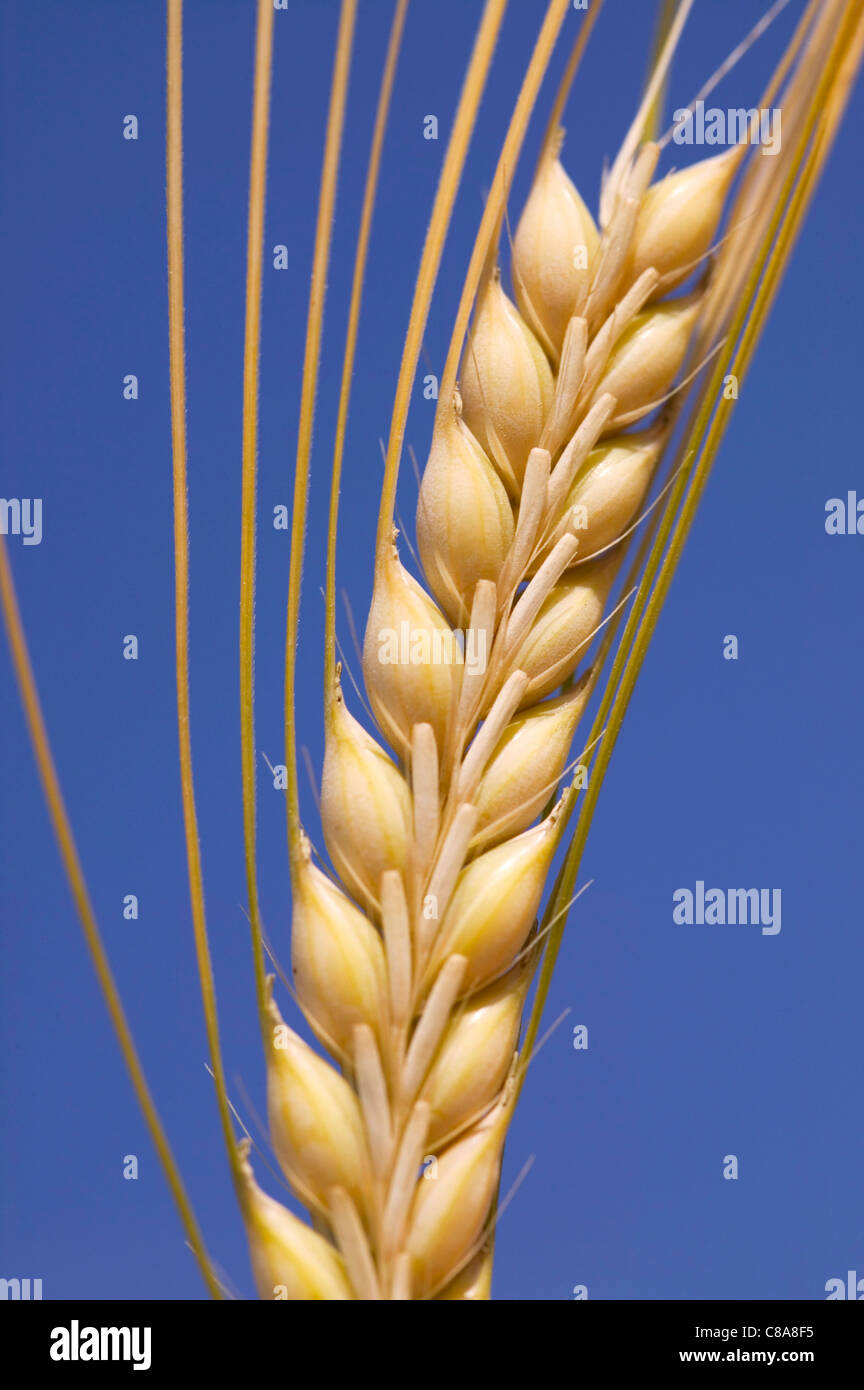 Close-up of a wheat ear Stock Photo