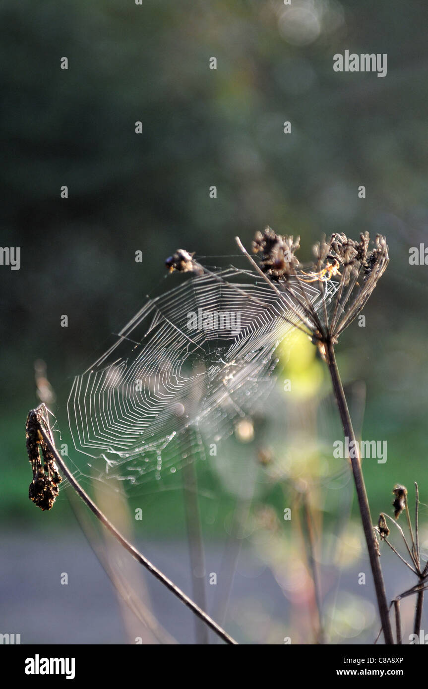 Early morning autumn sunlight lighting up spider web Stock Photo