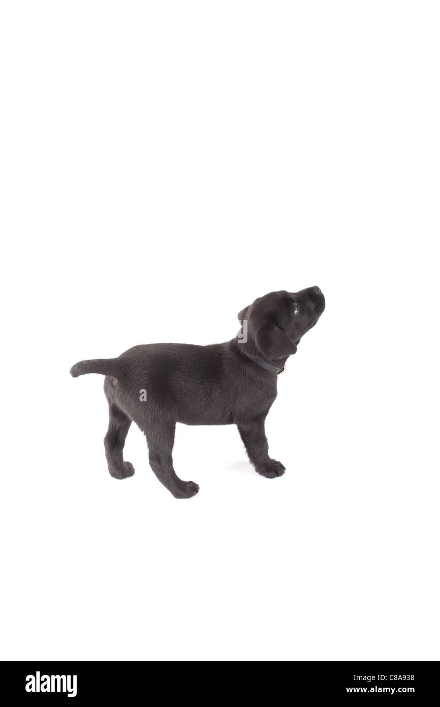black labrador puppy looking up on isolated white background Stock ...