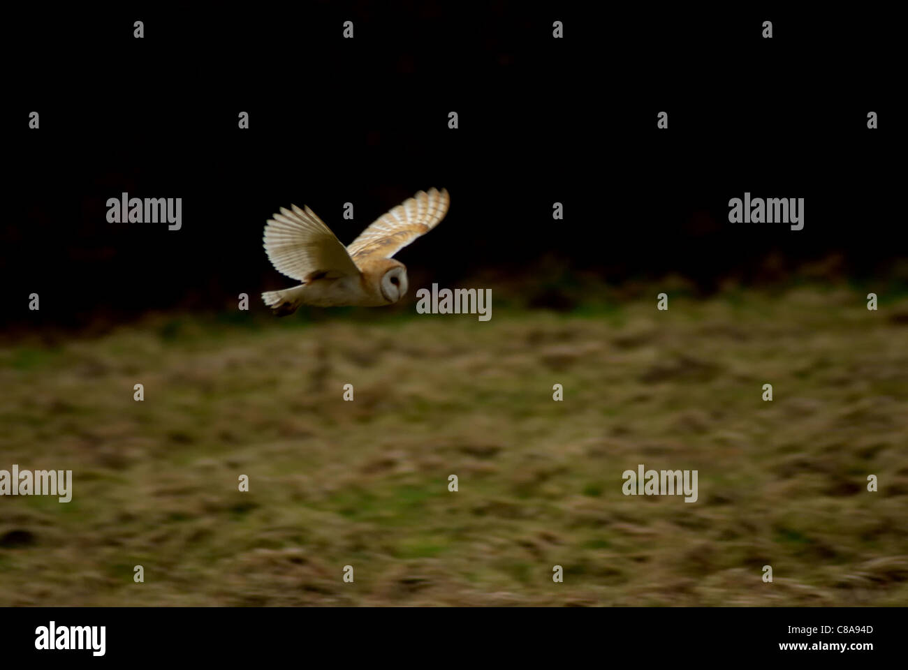 Barn Owl in Flight Stock Photo - Alamy