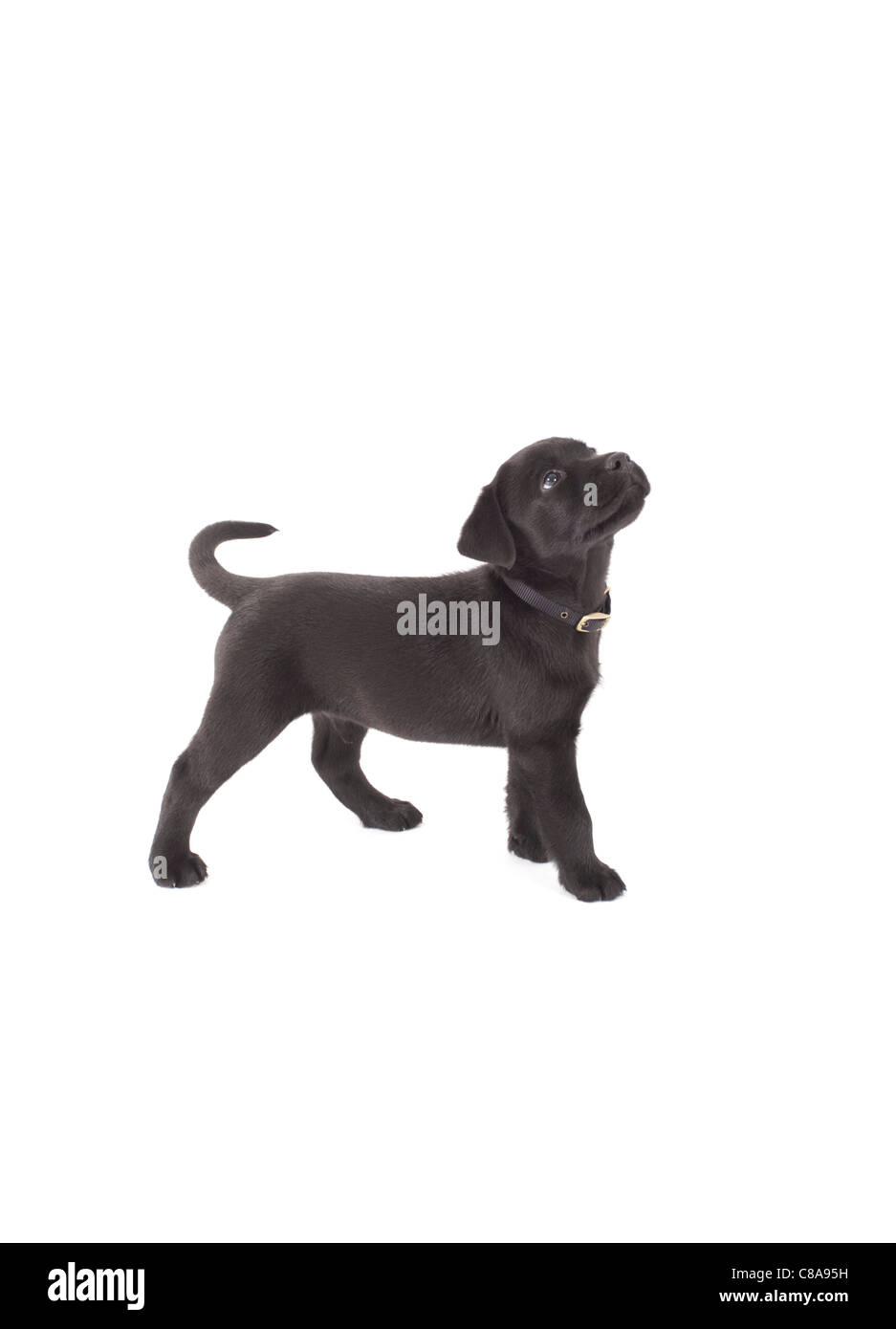 black labrador puppy looking up on isolated white background Stock ...