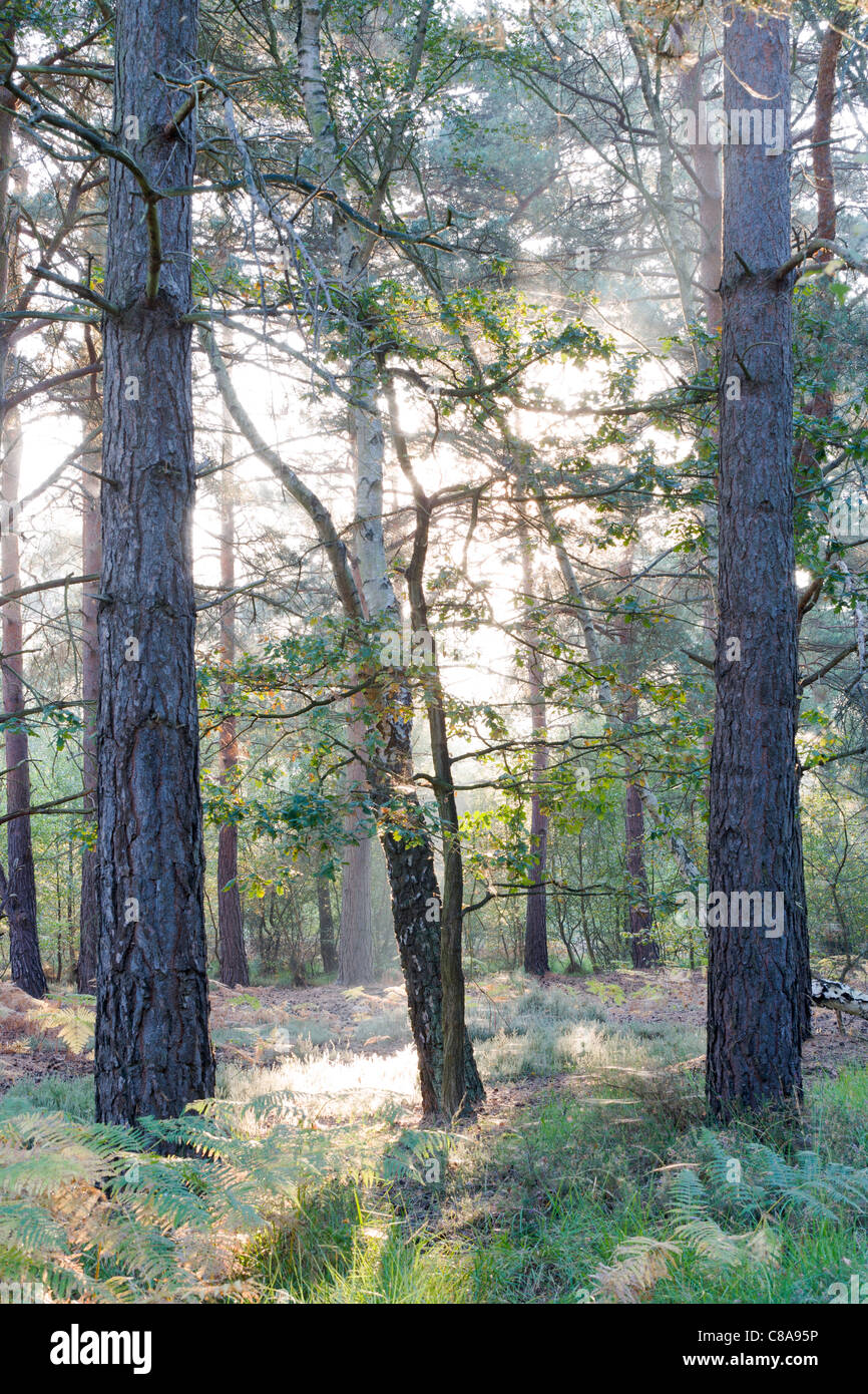 Backlit Trees on Chobham Common National Nature Reserve. Stock Photo
