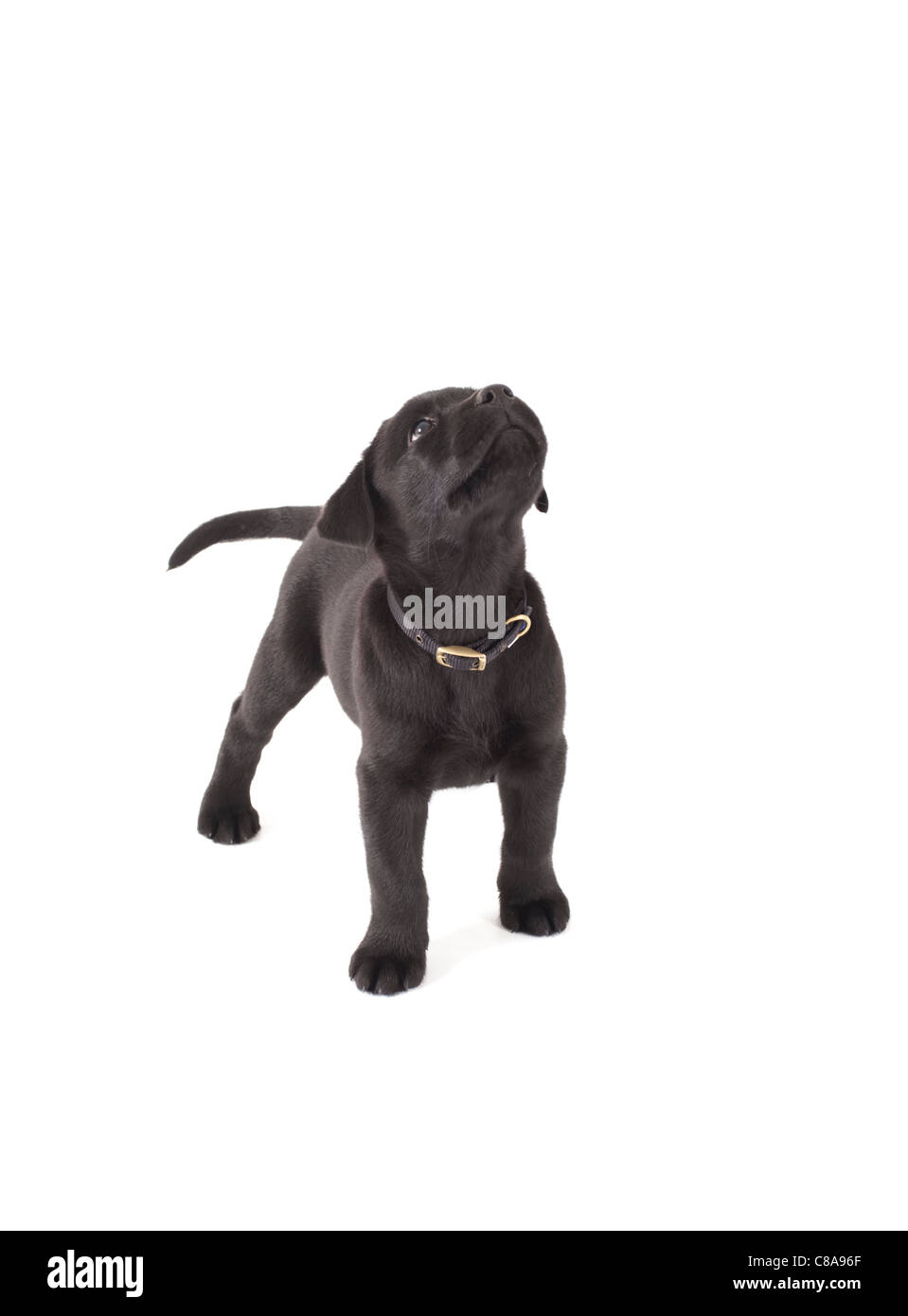 black labrador puppy looking up on isolated white background Stock ...