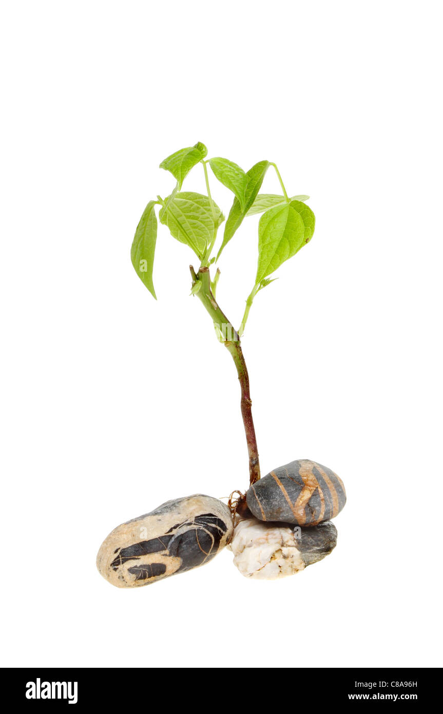 Seedling growing out of stratified rocks isolated against white Stock ...