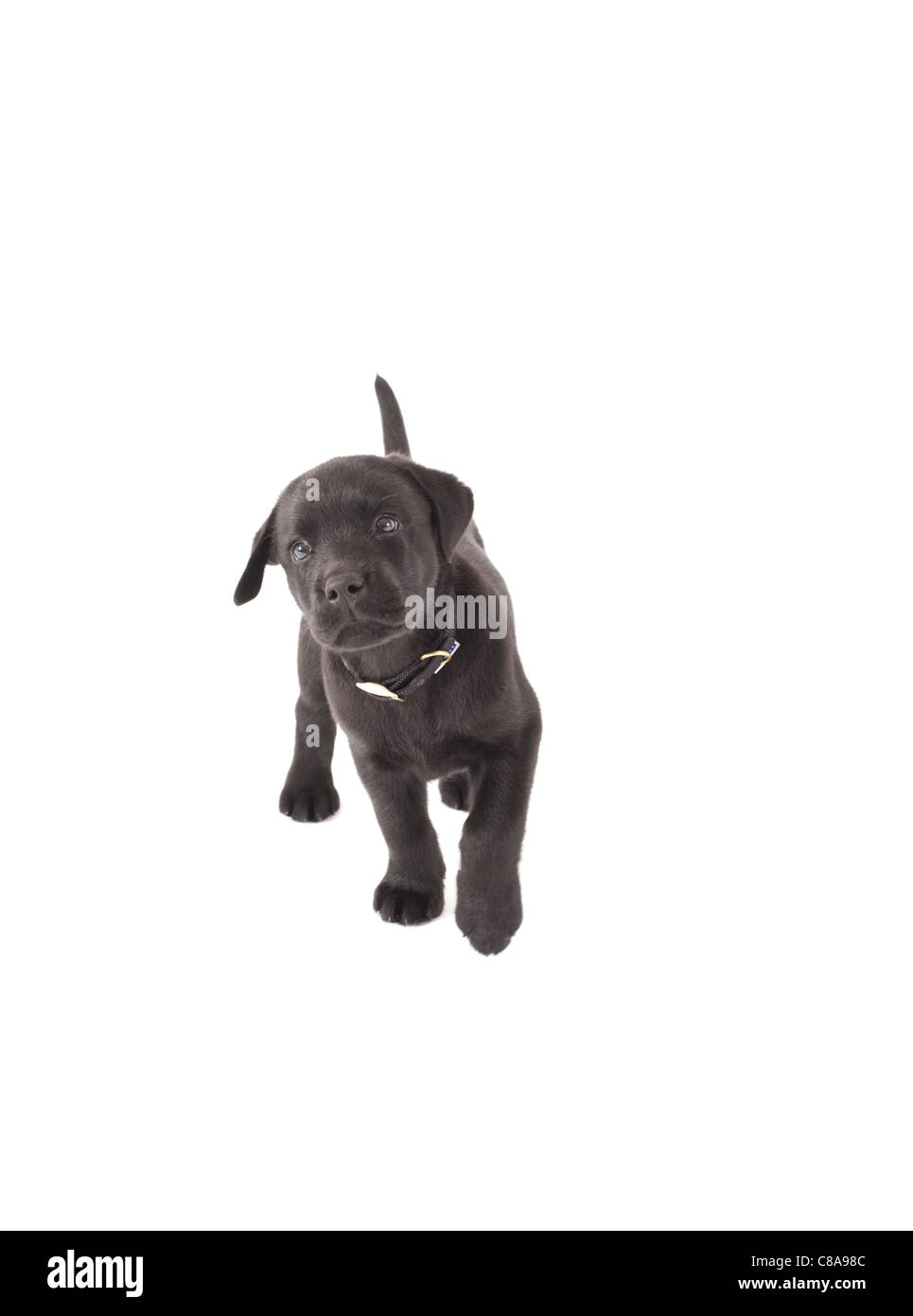 black labrador puppy on isolated white background Stock Photo - Alamy