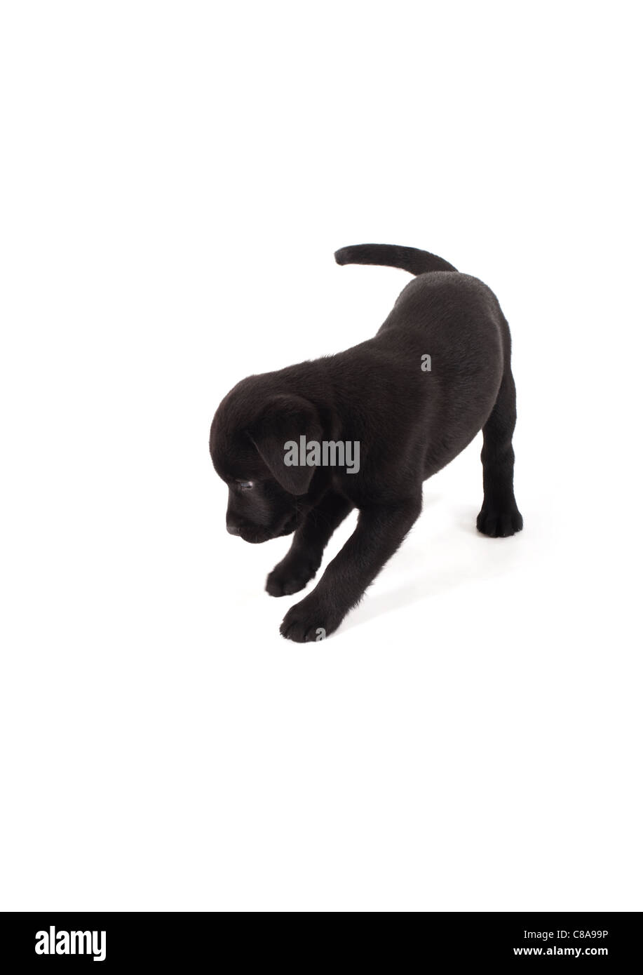 black labrador puppy on isolated white background Stock Photo - Alamy
