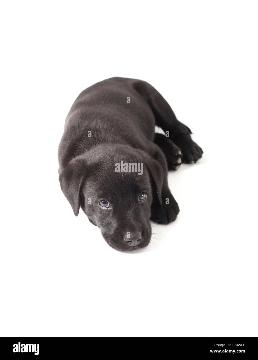 black labrador puppy laying down on isolated white background Stock ...
