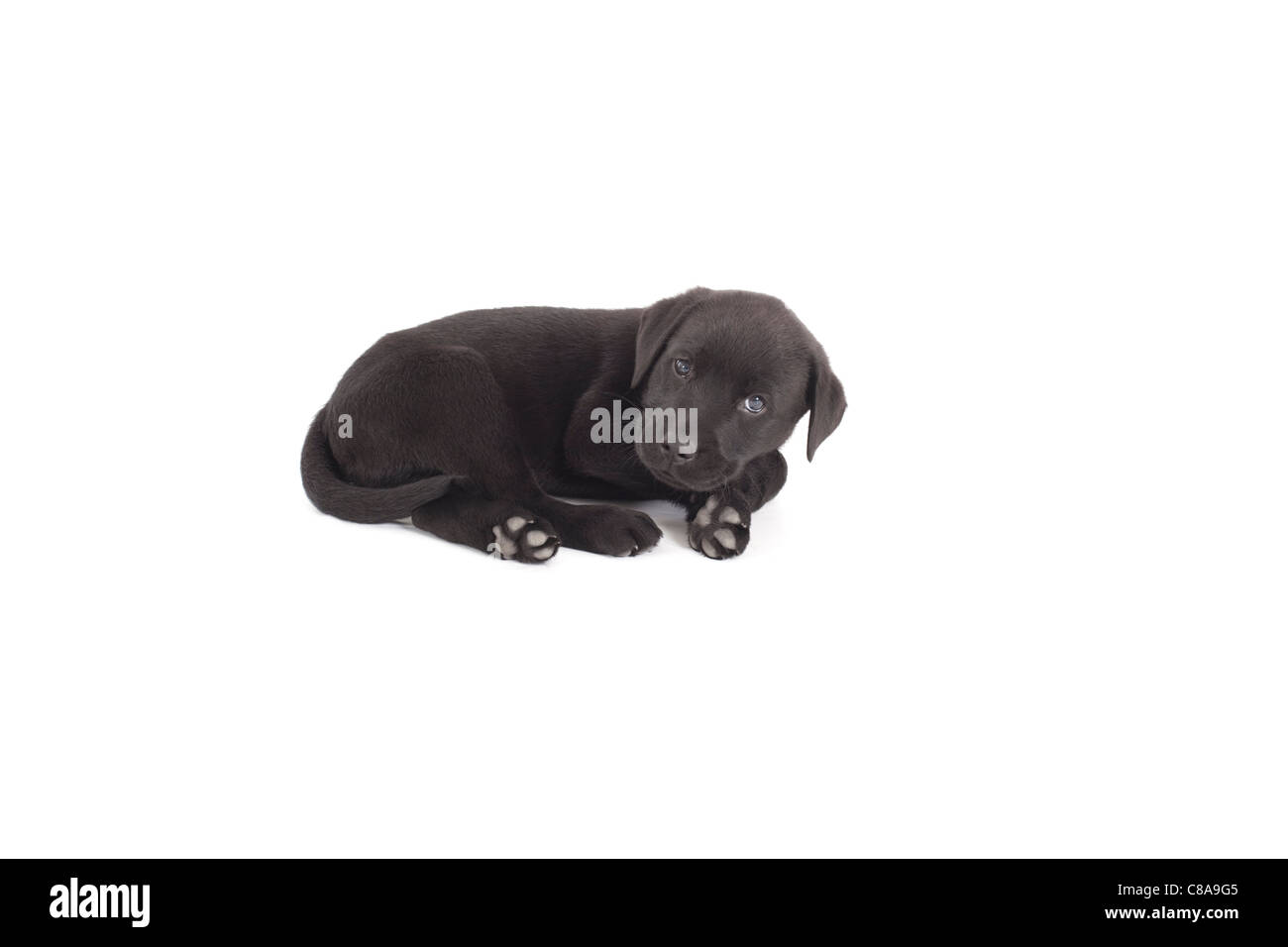 black labrador puppy laying down on isolated white background Stock ...