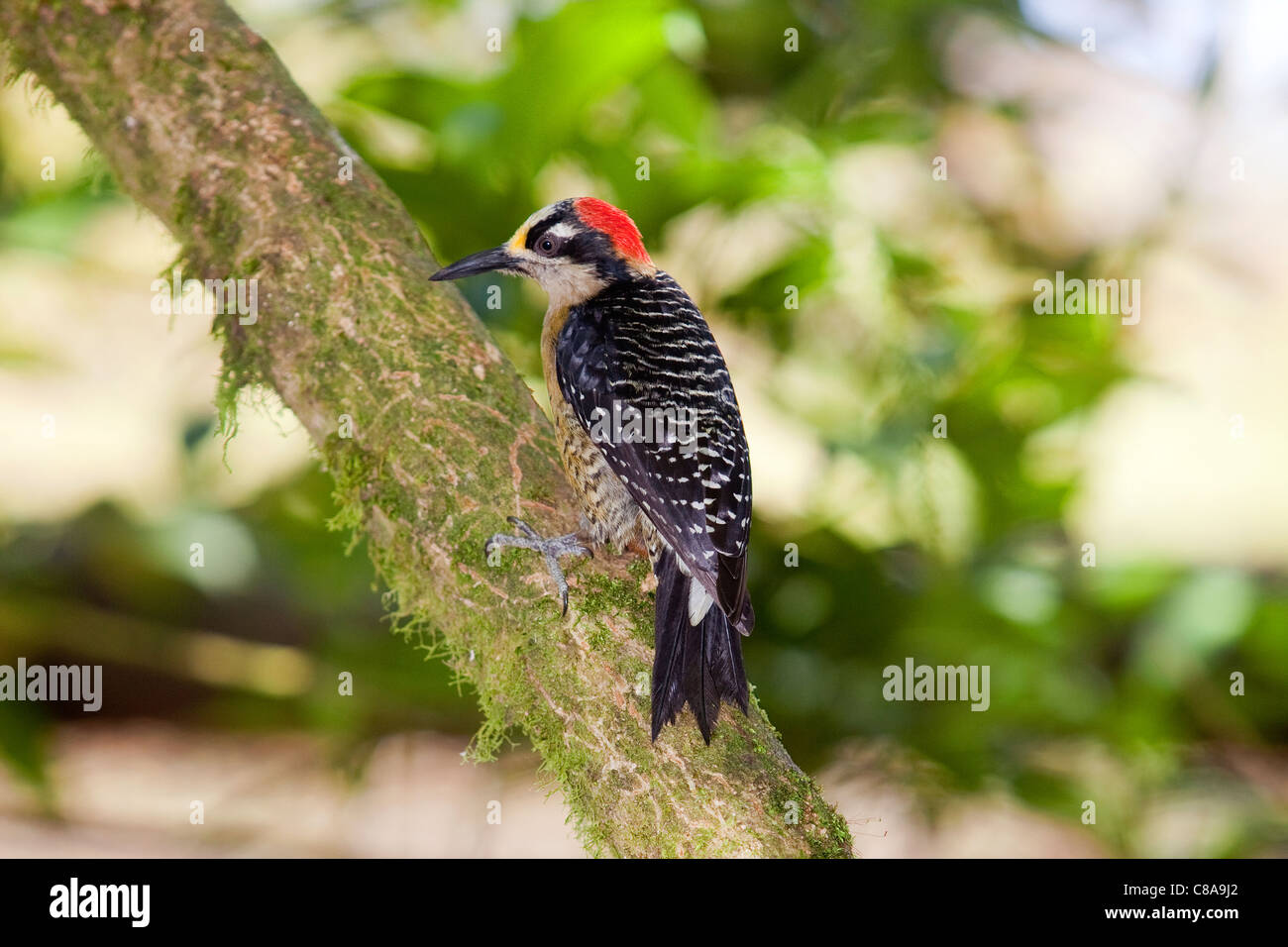 A black cheeked woodpecker (Melanerpes pucherani) in Costa Rica. Stock Photo