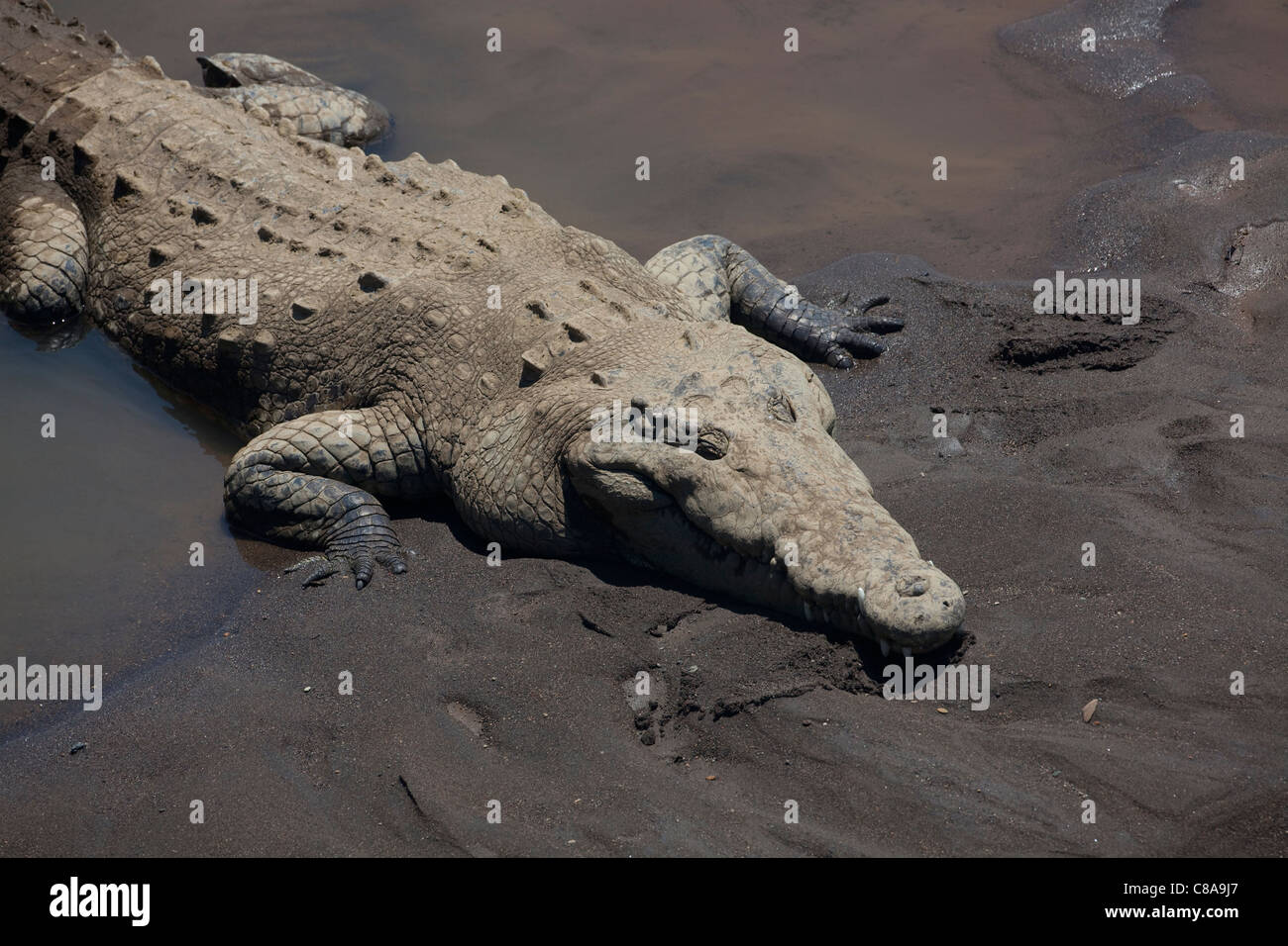 Up close of an American Crocodile in Costa Rica Stock Photo Alamy