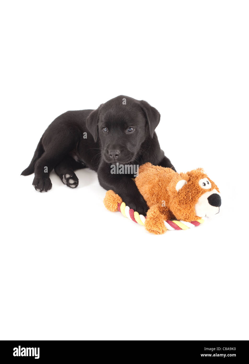 black labrador teddy