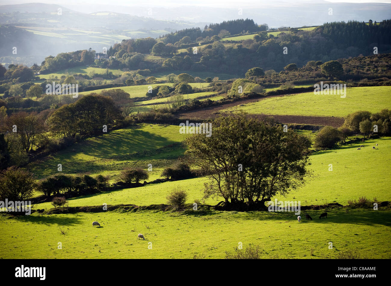 Rolling devon fields near Moretonhampstead on the slopes of Dartmoor, Devon,The village,Moretonhampstead,Dartmoor National park Stock Photo