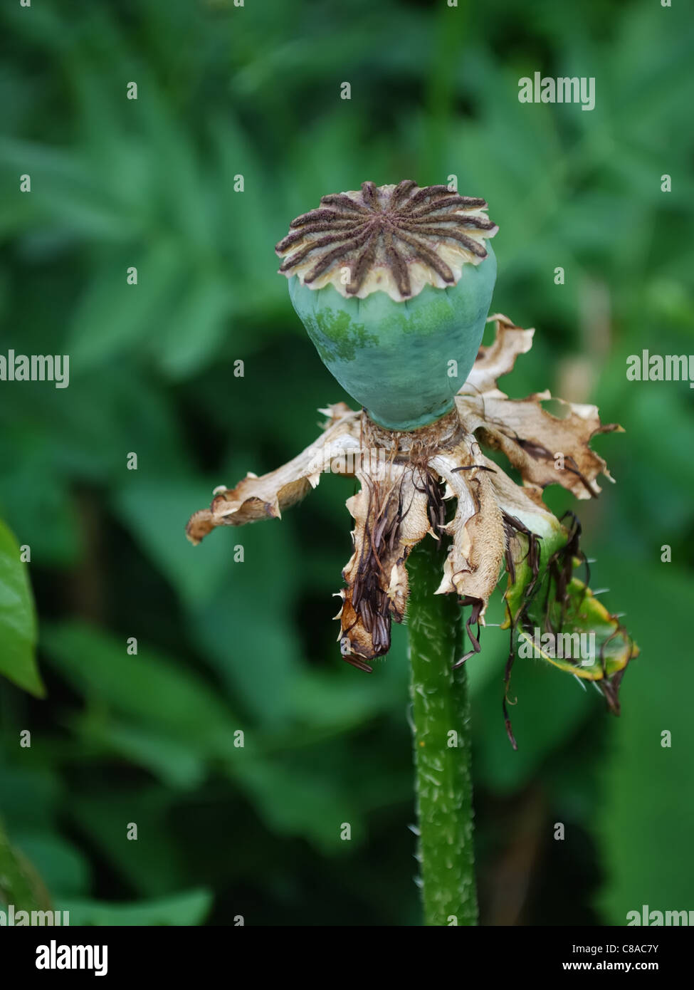 Single poppy seed head, papaver - orientale - oriental Stock Photo