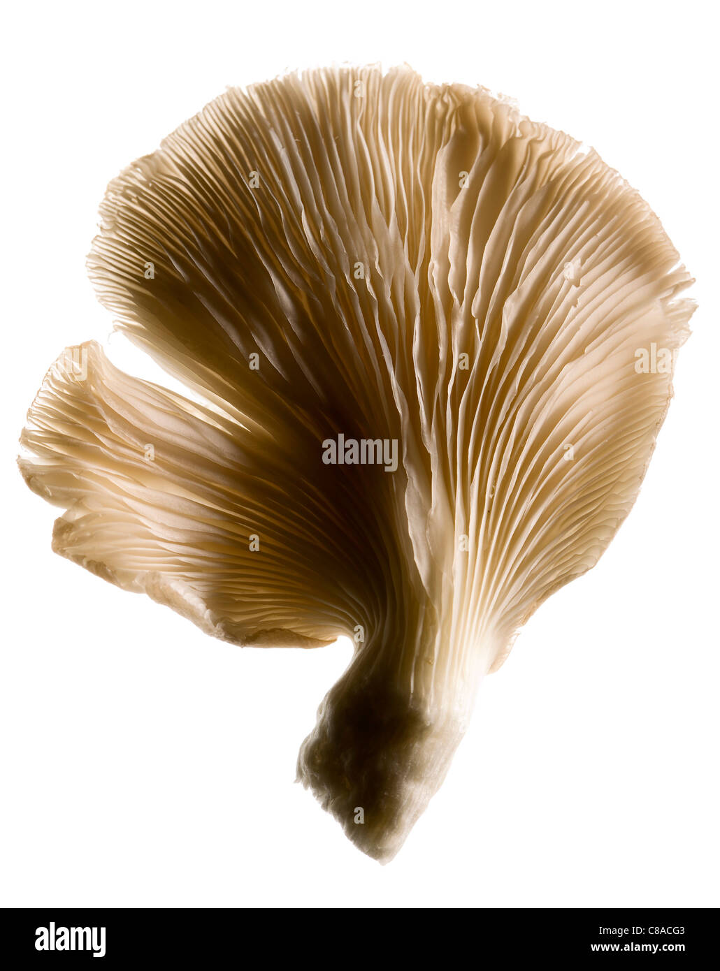 Pleurotus mushroom Stock Photo Alamy
