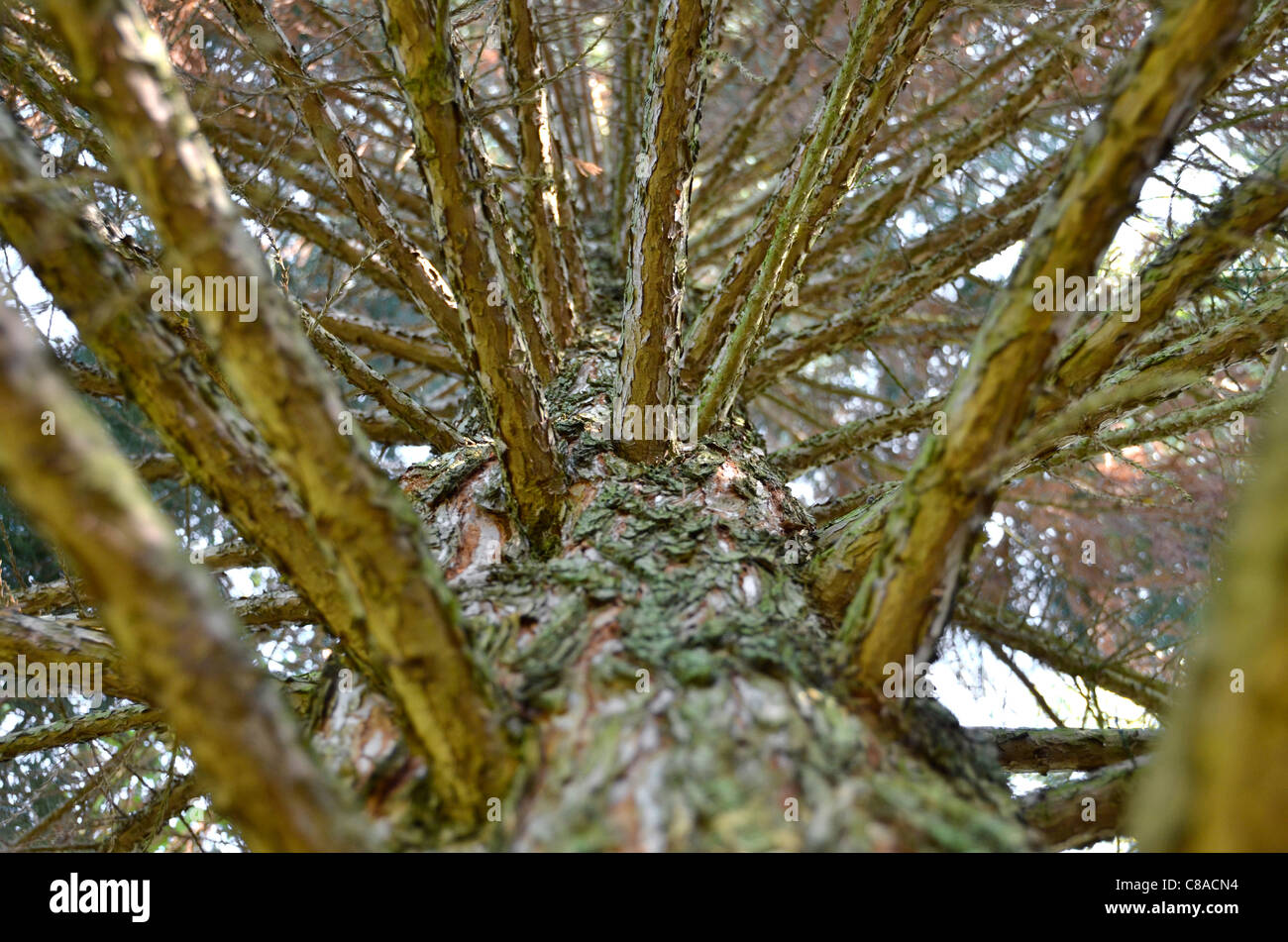 Detail of redwood tree, branches and trunk, worm's-eye view Stock Photo