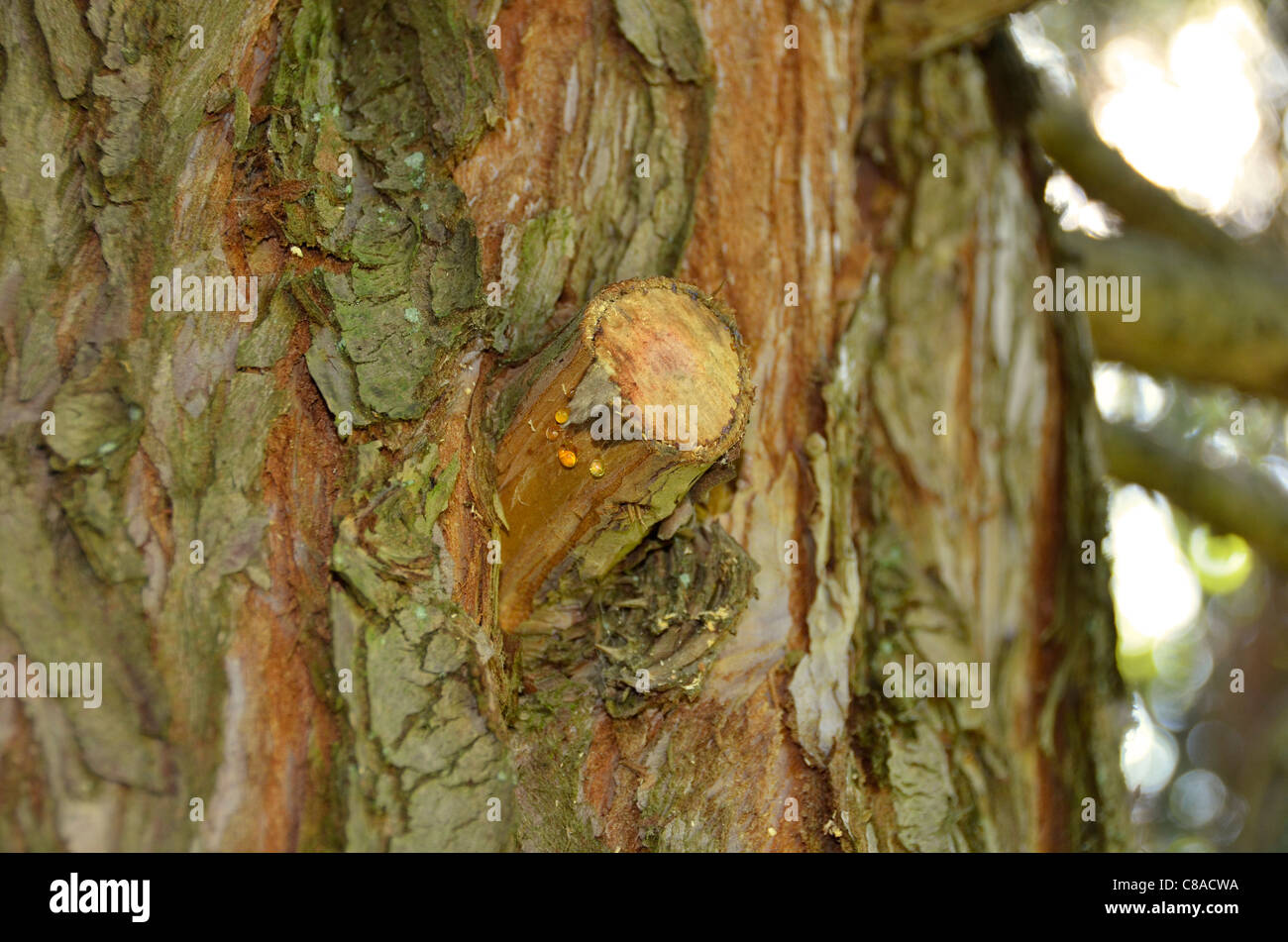 Detail of redwood tree, resin poring after tree-cut Stock Photo