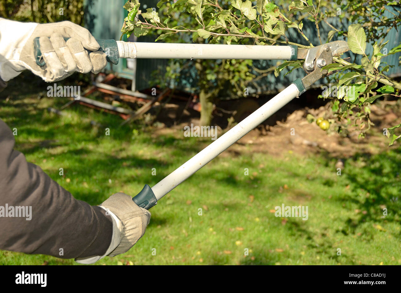 Gardener cutting apple tree in autumn Stock Photo Alamy