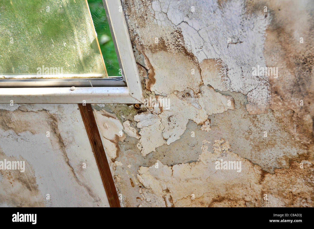 Mildew Wall Stock Photos & Mildew Wall Stock Images Alamy