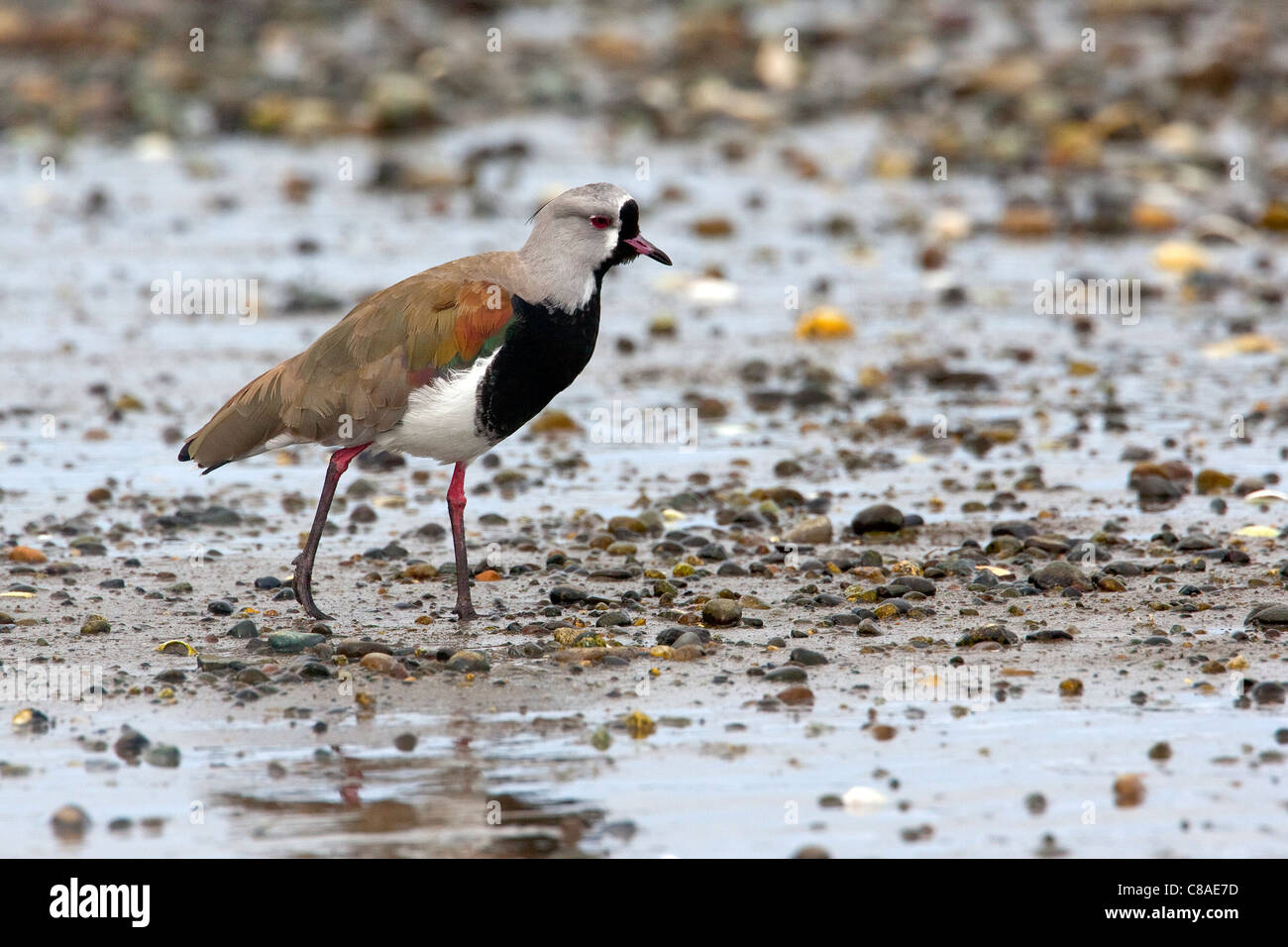 The Southern Lapwing (Vanellus chilensis) in Chile. Stock Photo