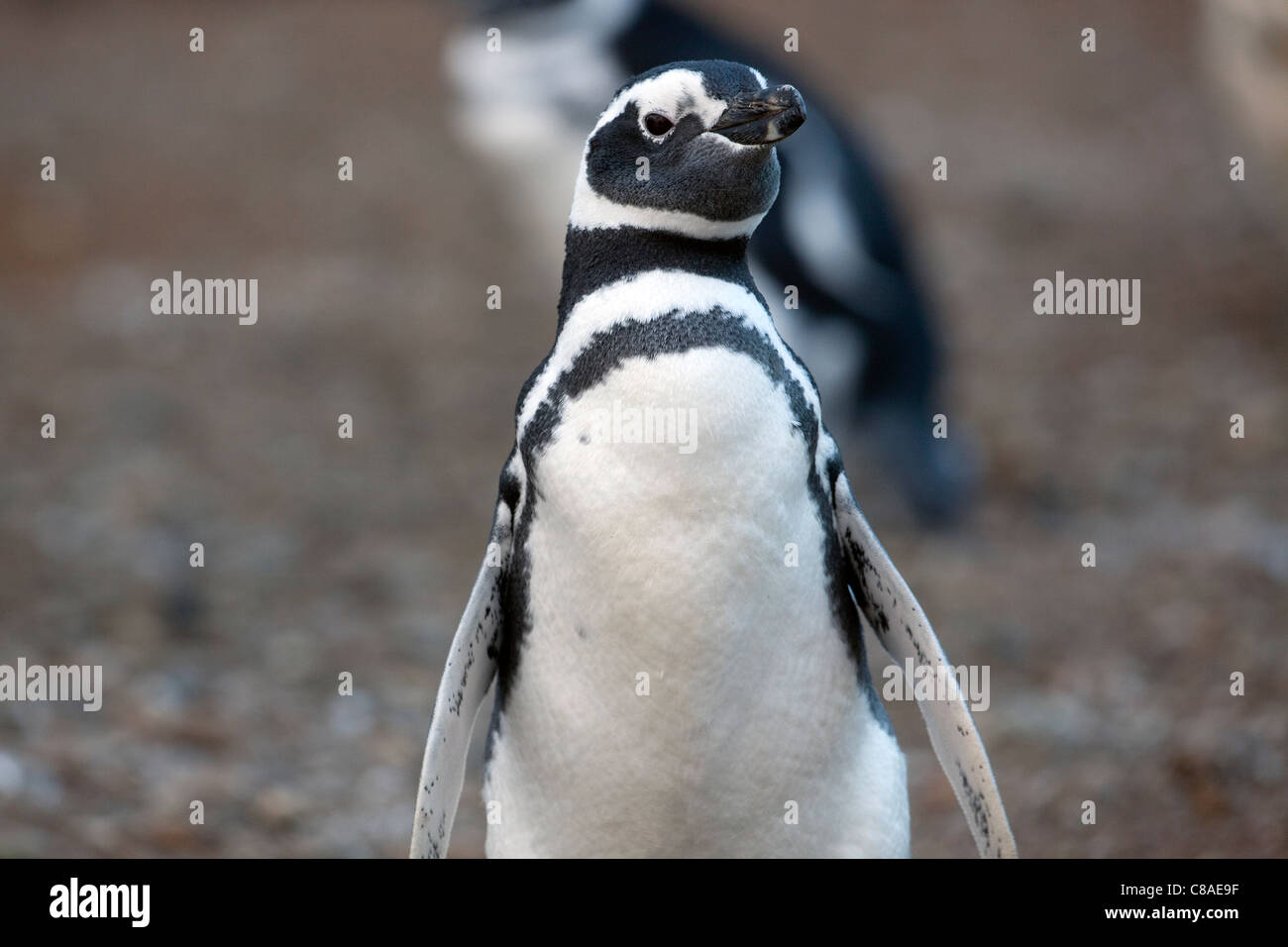 Magellanic Penguin in Chile Stock Photo