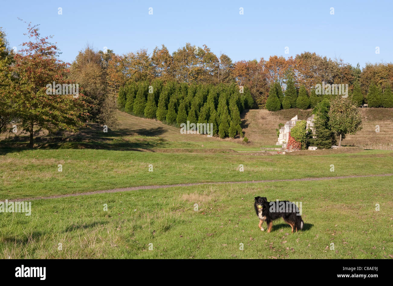 Collie dog at Windlesham Arboretum, near Lightwater, Surrey Stock Photo