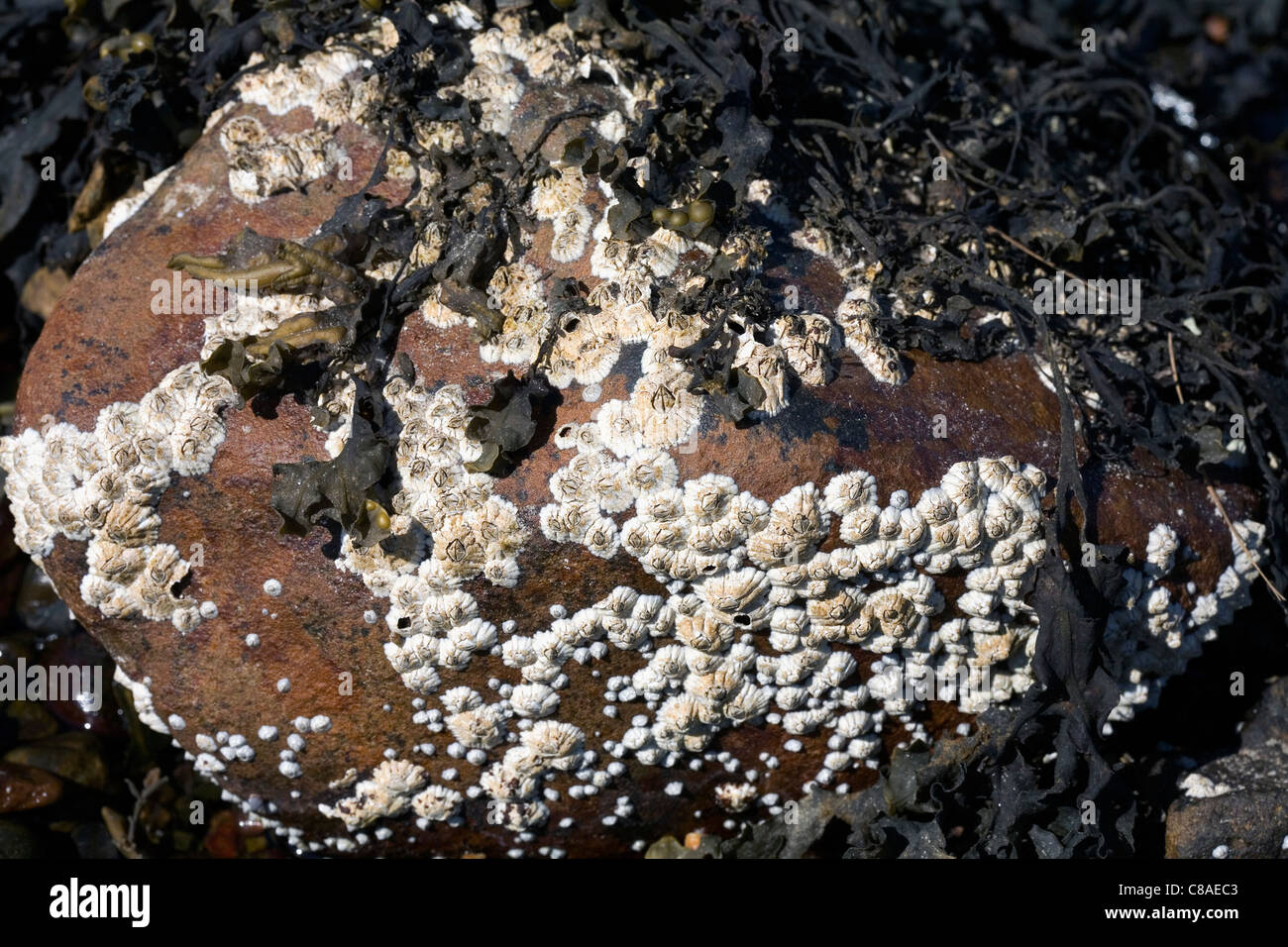 Common Limpets and Acorn Barnacles Rubha Ardnish Beach Breakish Broadford Isle of Skye Scotland Stock Photo
