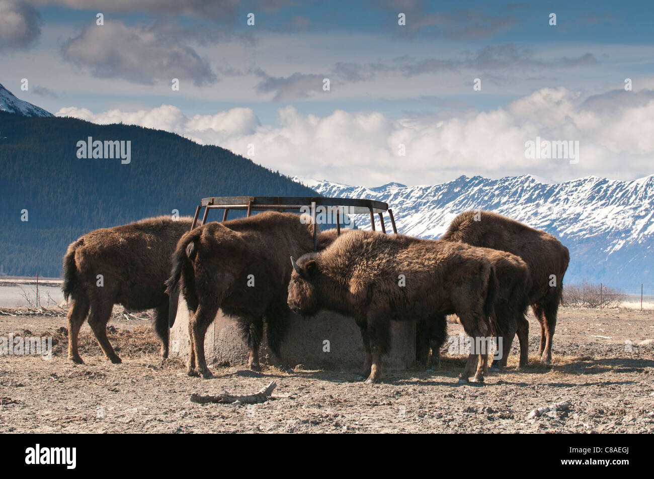 Wood bison (Bison bison athabascae), Alaska Wildlife Conservation Center, Portage, Alaska. Stock Photo