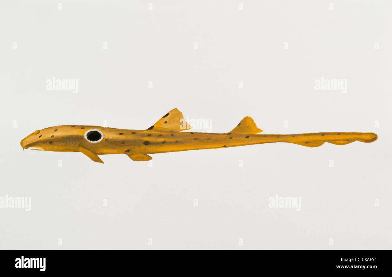 Epaulette Shark Hemiscyllium ocellatum, Hemiscylliidae Stock Photo