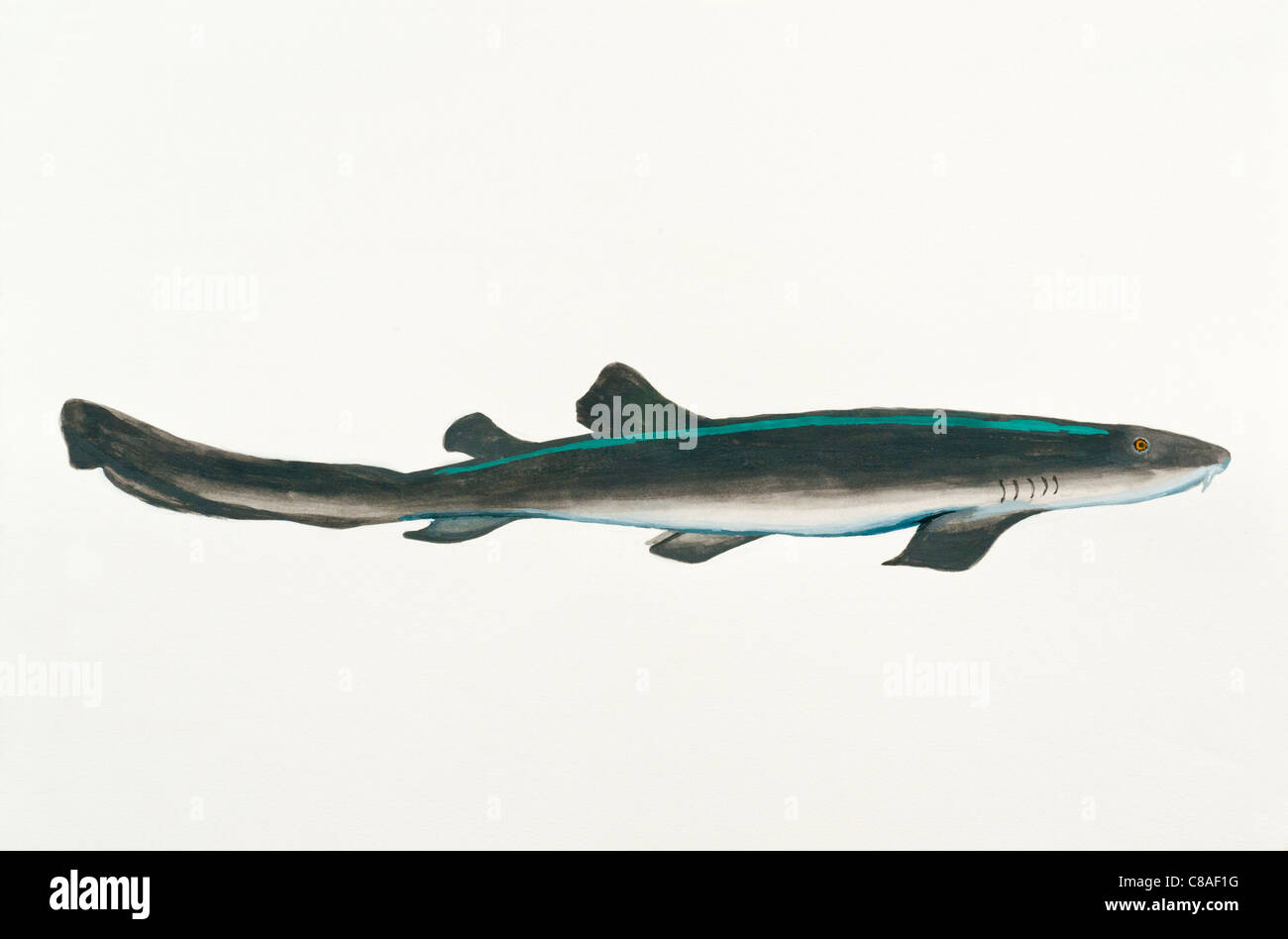 Bluegrey Carpetshark or Colclough's shark Heteroscyllium colcloughi,  Brachaeluridae Stock Photo - Alamy