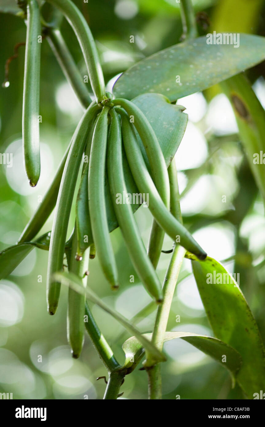 Vanilla pods on the tree Stock Photo - Alamy