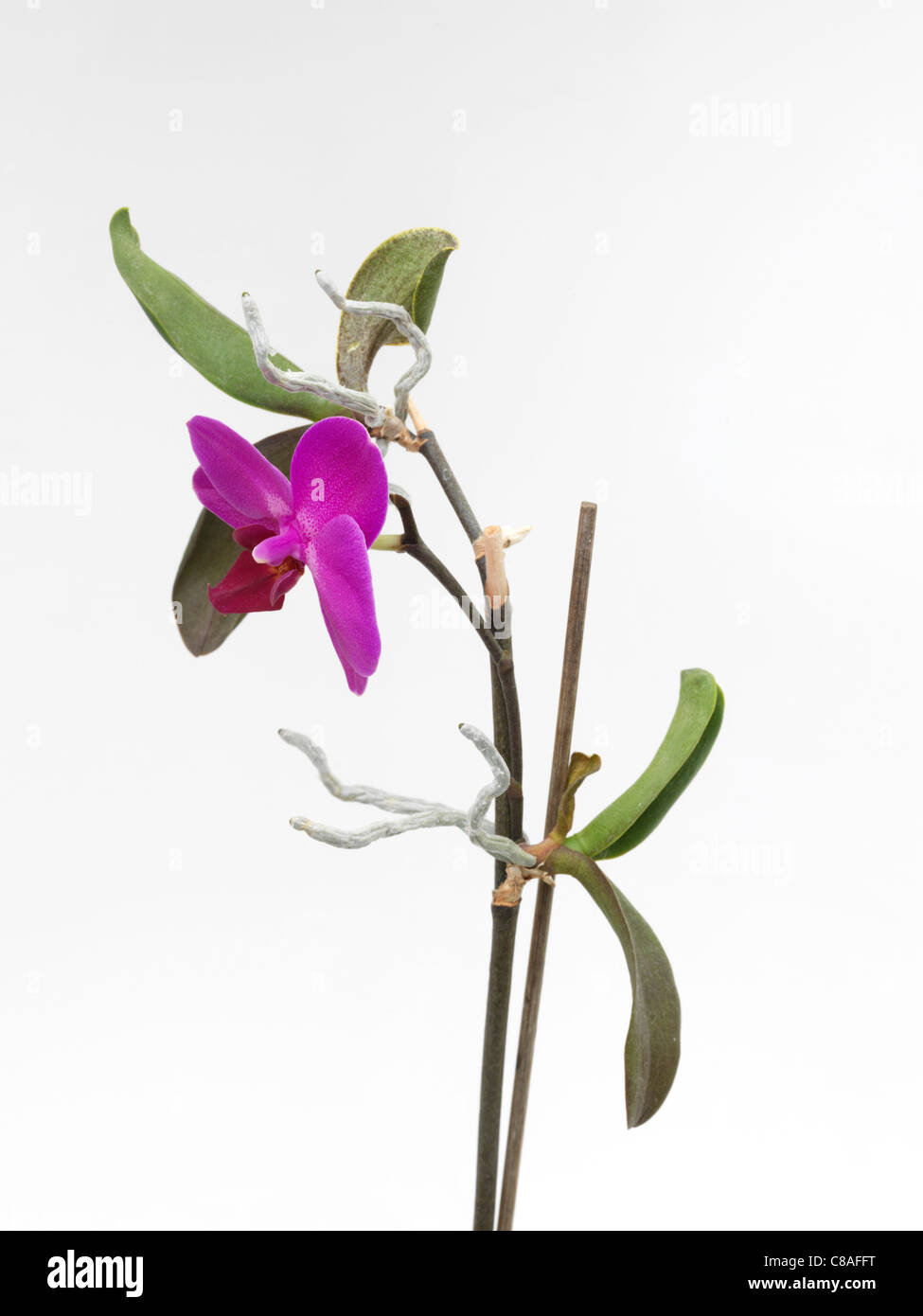 Phalaenopsis Orchid Flowering With Keikis Stock Photo Alamy