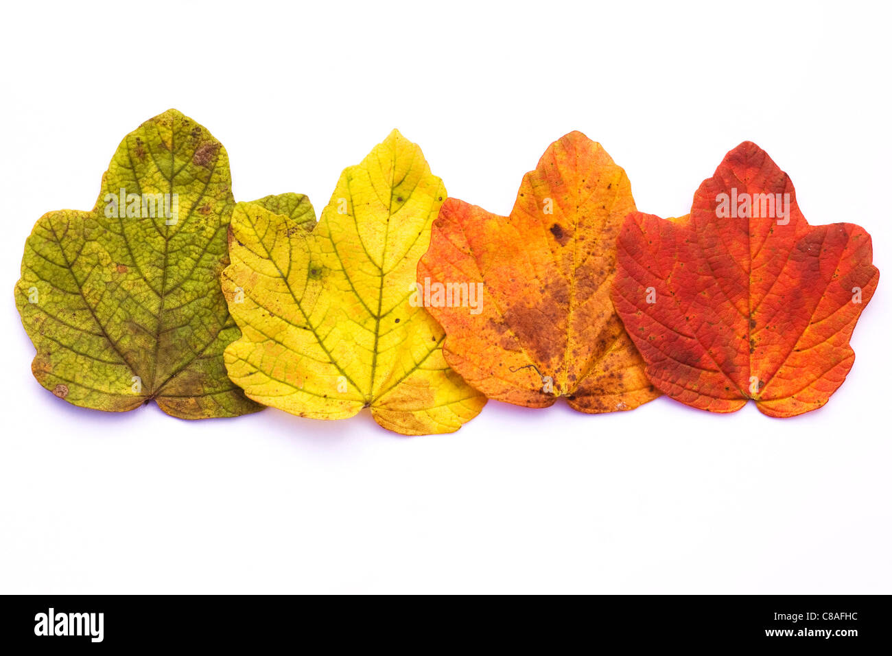 The changing colour of Autumn leaves isolated on a white background. Stock Photo