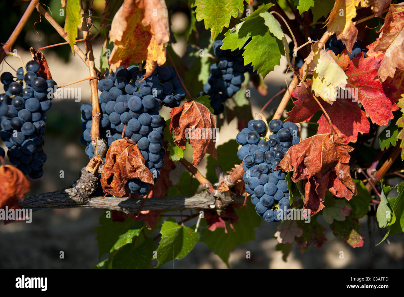 Tempranillo wine hi-res stock photography and images - Alamy