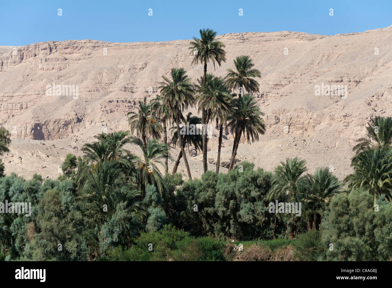 Tall and medium height palms and trees against a backdrop of desert mountains and blue sky, Nile riverbank, Egypt, Africa Stock Photo