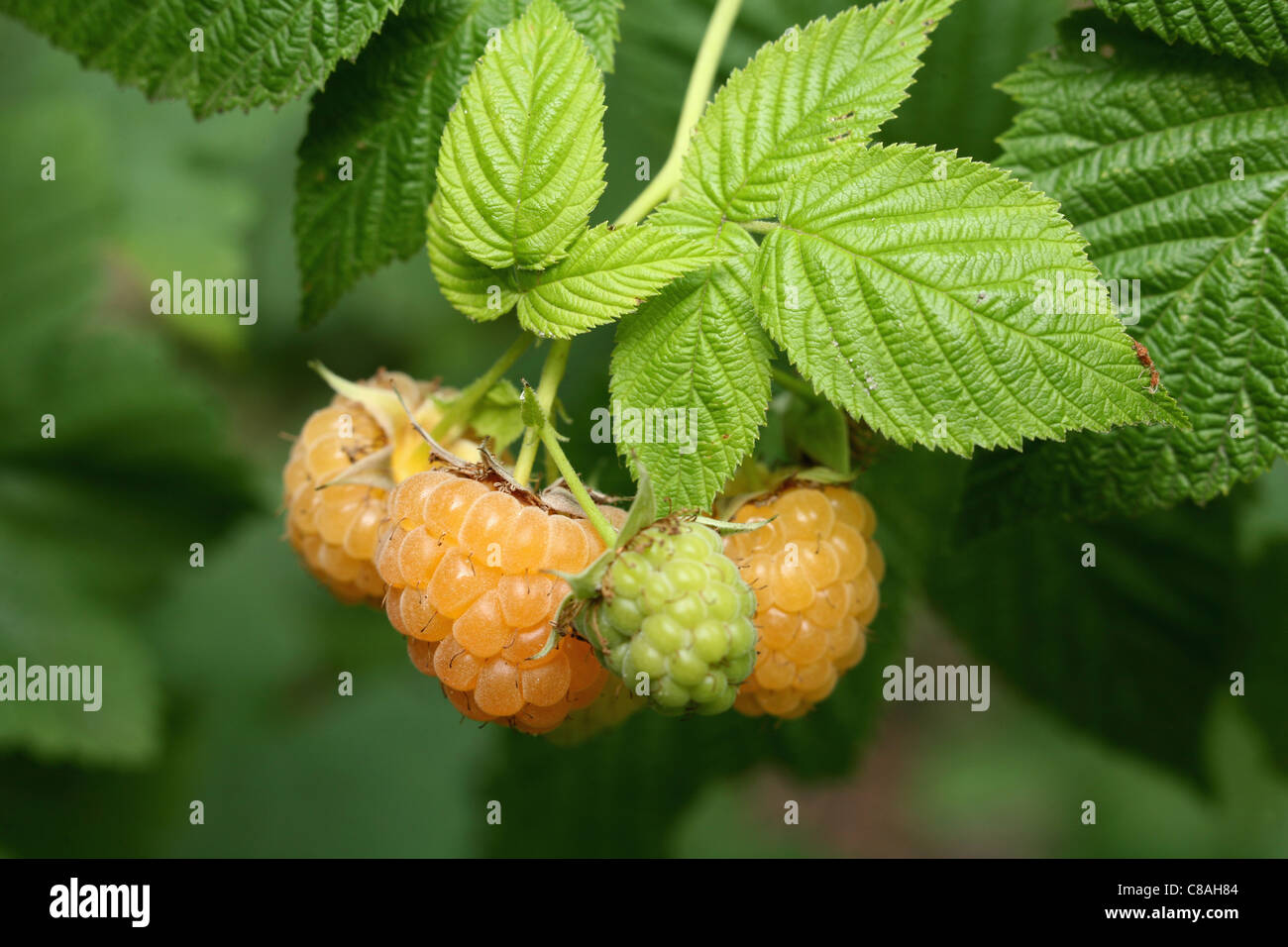 Yellow raspberries on the plant Stock Photo Alamy