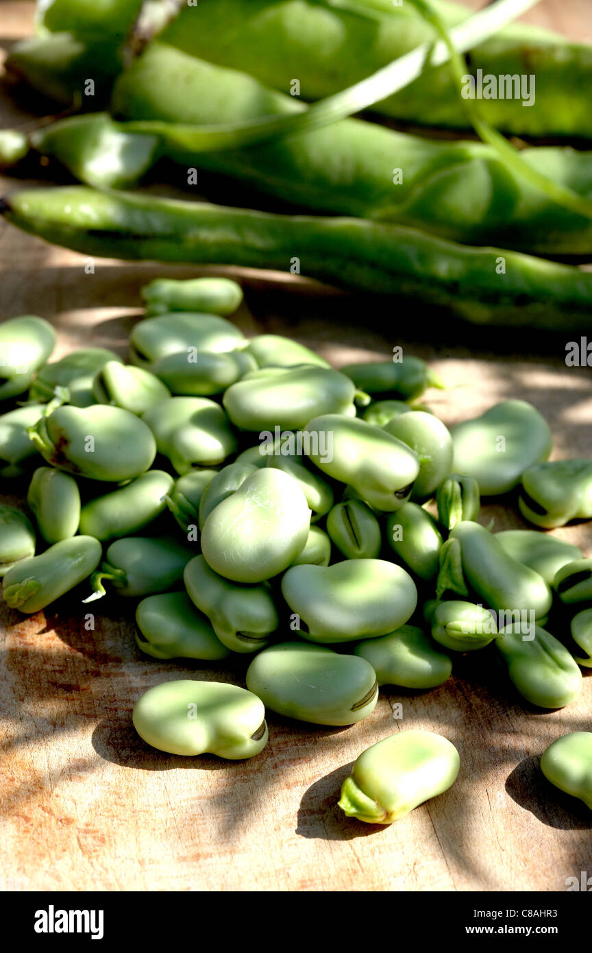 Podding broad beans hires stock photography and images Alamy