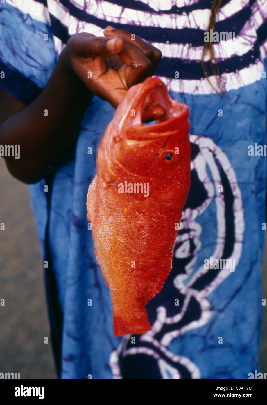 Garopa fish Stock Photo